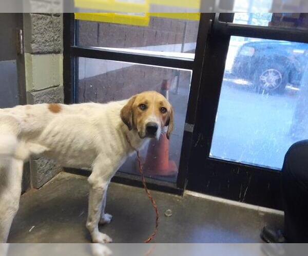 Medium Photo #1 Saint Bernard-Unknown Mix Puppy For Sale in Tulsa, OK, USA