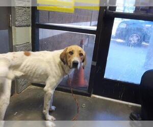 Saint Bernard-Unknown Mix Dogs for adoption in Tulsa, OK, USA