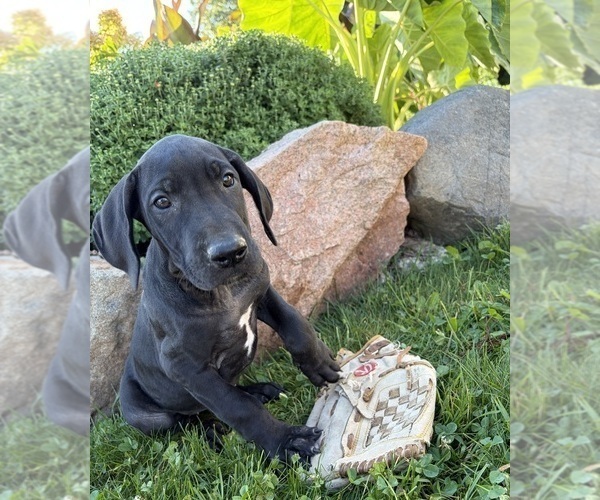 Medium Photo #2 Great Dane Puppy For Sale in MIDDLEBURY, IN, USA