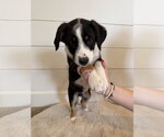 Small #3 Border Collie Mix