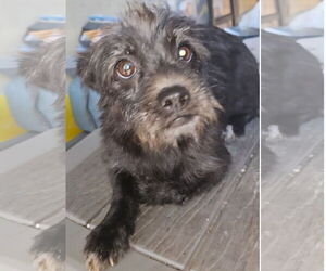 Boston Terrier-Unknown Mix Dogs for adoption in Virginia Beach, VA, USA
