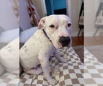 Small #2 American Pit Bull Terrier
