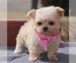 Cheenese Puppy for sale in ORO VALLEY, AZ, USA