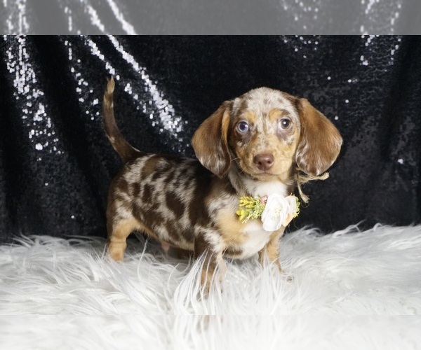 Medium Photo #4 Dachshund Puppy For Sale in WARSAW, IN, USA