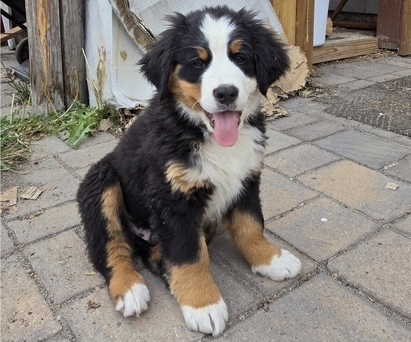 Medium Photo #21 Bernese Mountain Dog Puppy For Sale in SALMON, ID, USA