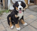 Small Photo #21 Bernese Mountain Dog Puppy For Sale in SALMON, ID, USA