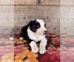 Small #2 Border Collie