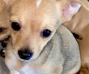 Chihuahua Puppy for sale in MOUNT WASHINGTON, KY, USA