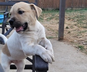 Akita-American Pit Bull Terrier Mix Puppy for sale in TACOMA, WA, USA