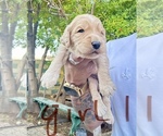 Puppy Girl 1 Goldendoodle