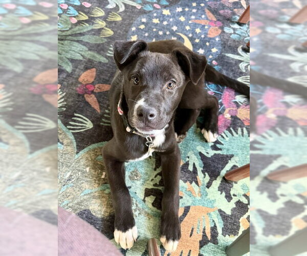 Medium Photo #6 Labrador Retriever-Unknown Mix Puppy For Sale in Sandy, UT, USA