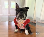 Small Bulldog