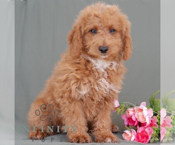 Medium Photo #5 Poodle (Miniature) Puppy For Sale in DORNSIFE, PA, USA