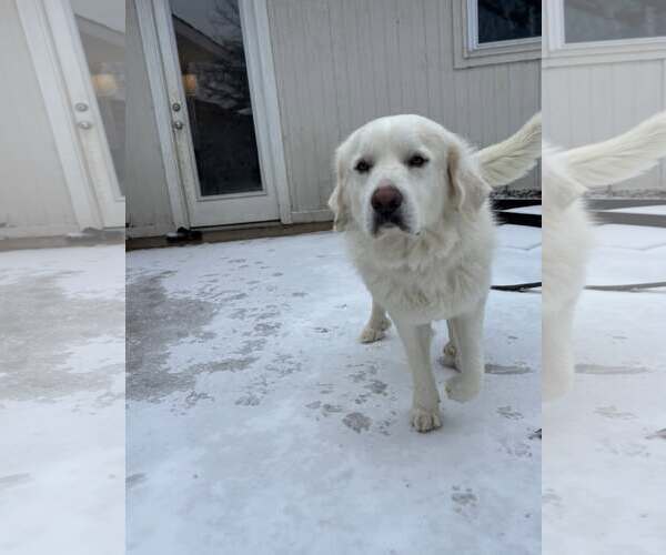 Medium Photo #5 Great Pyrenees Puppy For Sale in Dallas, TX, USA