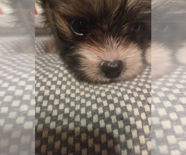 Medium Photo #19 Maltipom Puppy For Sale in HUDSON, MA, USA
