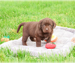 Small #3 Labrador Retriever
