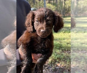 Boykin Spaniel Puppy for sale in PROSPERITY, SC, USA