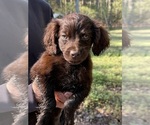 Small Boykin Spaniel