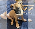 Puppy Punkin Boxer-Bullmastiff Mix