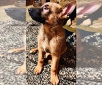 Small Photo #2 German Shepherd Dog Puppy For Sale in CLOVIS, CA, USA