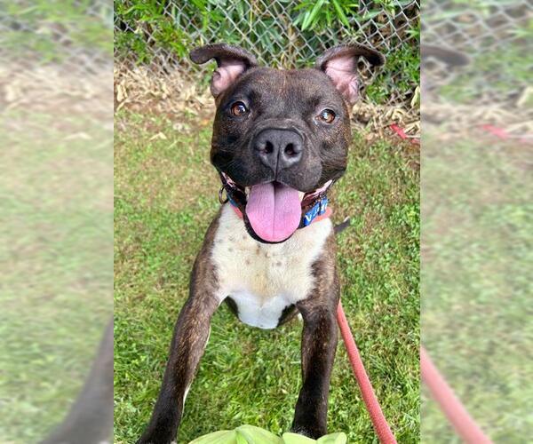 Medium Photo #1 American Pit Bull Terrier Puppy For Sale in Sacramento, CA, USA