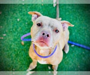 Mutt Dogs for adoption in Orlando, FL, USA