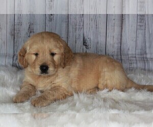 English Cream Golden Retriever-Goldendoodle Mix Puppy for sale in FREDERICKSBURG, OH, USA