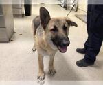 Small German Shepherd Dog