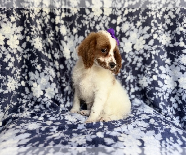 Medium Photo #6 Cavapoo Puppy For Sale in LAKELAND, FL, USA