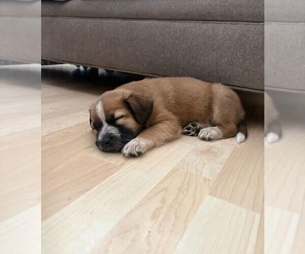 Medium Photo #5 Mutt Puppy For Sale in Brooklyn, NY, USA