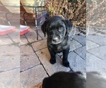 Small Photo #13 Labrador Retriever Puppy For Sale in FORT WORTH, TX, USA