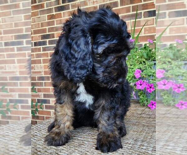 Medium Photo #6 Aussiedoodle Puppy For Sale in COLUMBIA, TN, USA