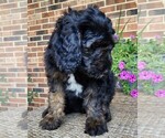 Small #5 Aussiedoodle