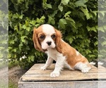 Small #2 Cavalier King Charles Spaniel
