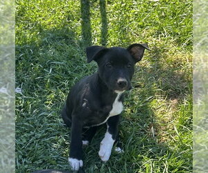 German Shepherd Dog-Unknown Mix Dogs for adoption in Placerville, CA, USA