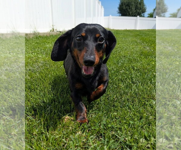 Medium Photo #3 Dachshund Puppy For Sale in Shelbyville, TN, USA