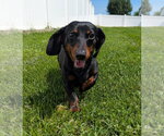 Small #2 Dachshund
