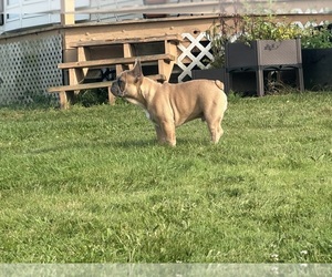 French Bulldog Puppy for sale in WEST BEND, WI, USA