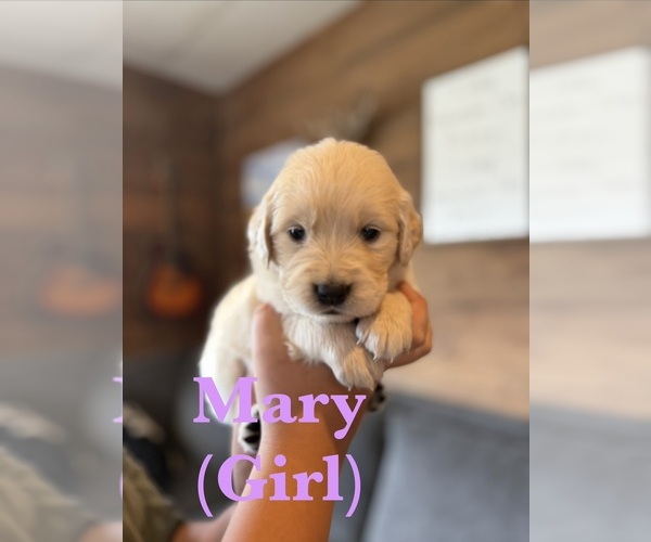 Medium Photo #5 Golden Retriever Puppy For Sale in NORTHPORT, WA, USA