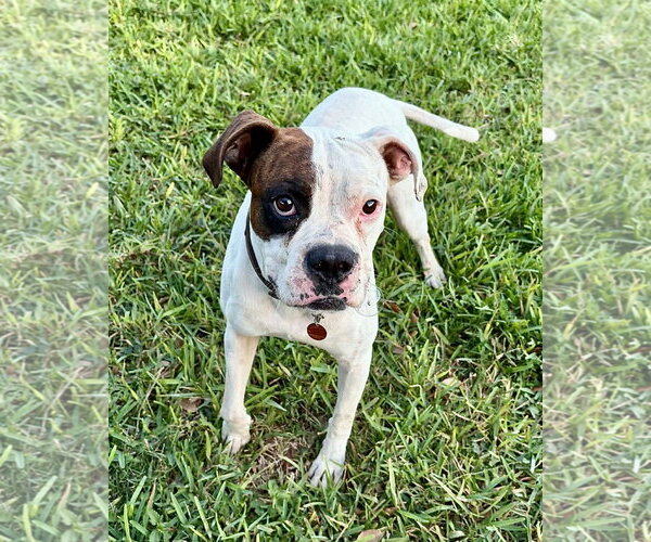 Medium Photo #2 Boxer Puppy For Sale in Dumont, NJ, USA