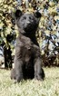 Small Photo #4 German Shepherd Dog Puppy For Sale in NAPPANEE, IN, USA