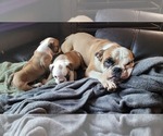 Small Photo #33 Bulldog Puppy For Sale in GIBSONIA, PA, USA