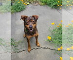 Small #2 Australian Shepherd-German Shepherd Dog Mix