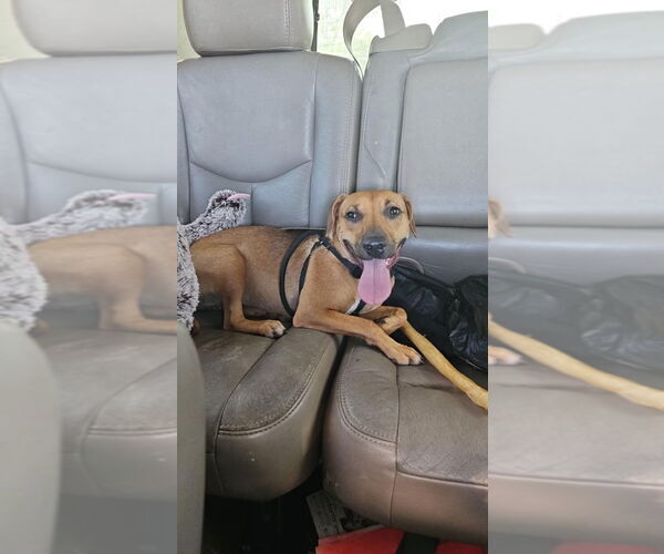 Medium Photo #9 Unknown-Whippet Mix Puppy For Sale in Cromwell, KY, USA