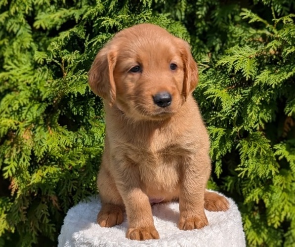 Medium Photo #1 Golden Retriever Puppy For Sale in GOSHEN, IN, USA