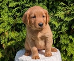 Puppy Zelda Golden Retriever