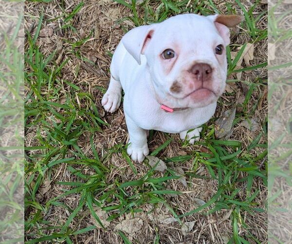 Medium Photo #1 Olde English Bulldogge Puppy For Sale in AUSTIN, TX, USA
