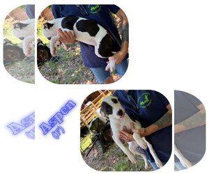 American Pit Bull Terrier-Unknown Mix Dogs for adoption in Albemarle, NC, USA