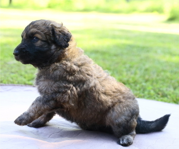 Medium Photo #1 Shepadoodle Puppy For Sale in CENTERVILLE, TN, USA