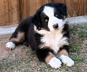 Miniature Australian Shepherd Puppy for Sale in MIDLAND, Texas USA